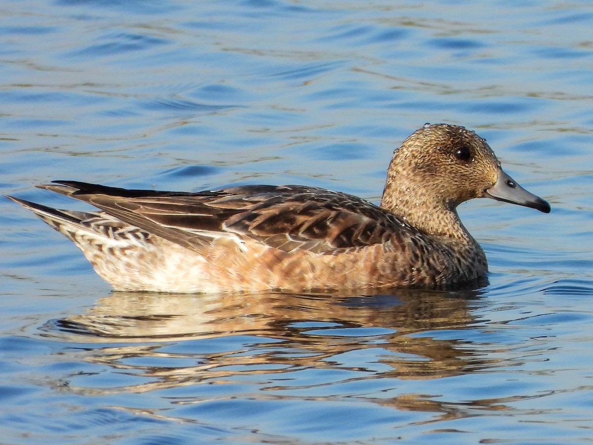 Eurasian Wigeon - VAibhAV Patil