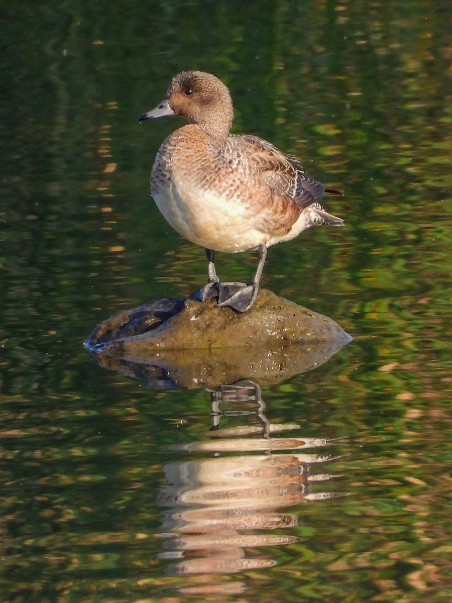 Eurasian Wigeon - ML624534791