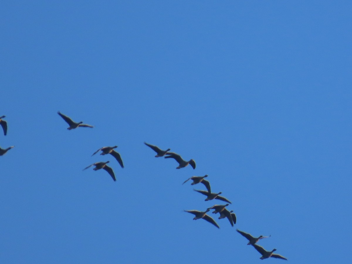 Pink-footed Goose - ML624534795