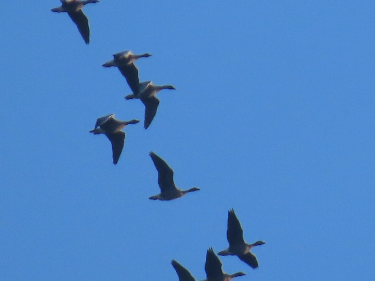 Pink-footed Goose - ML624534796