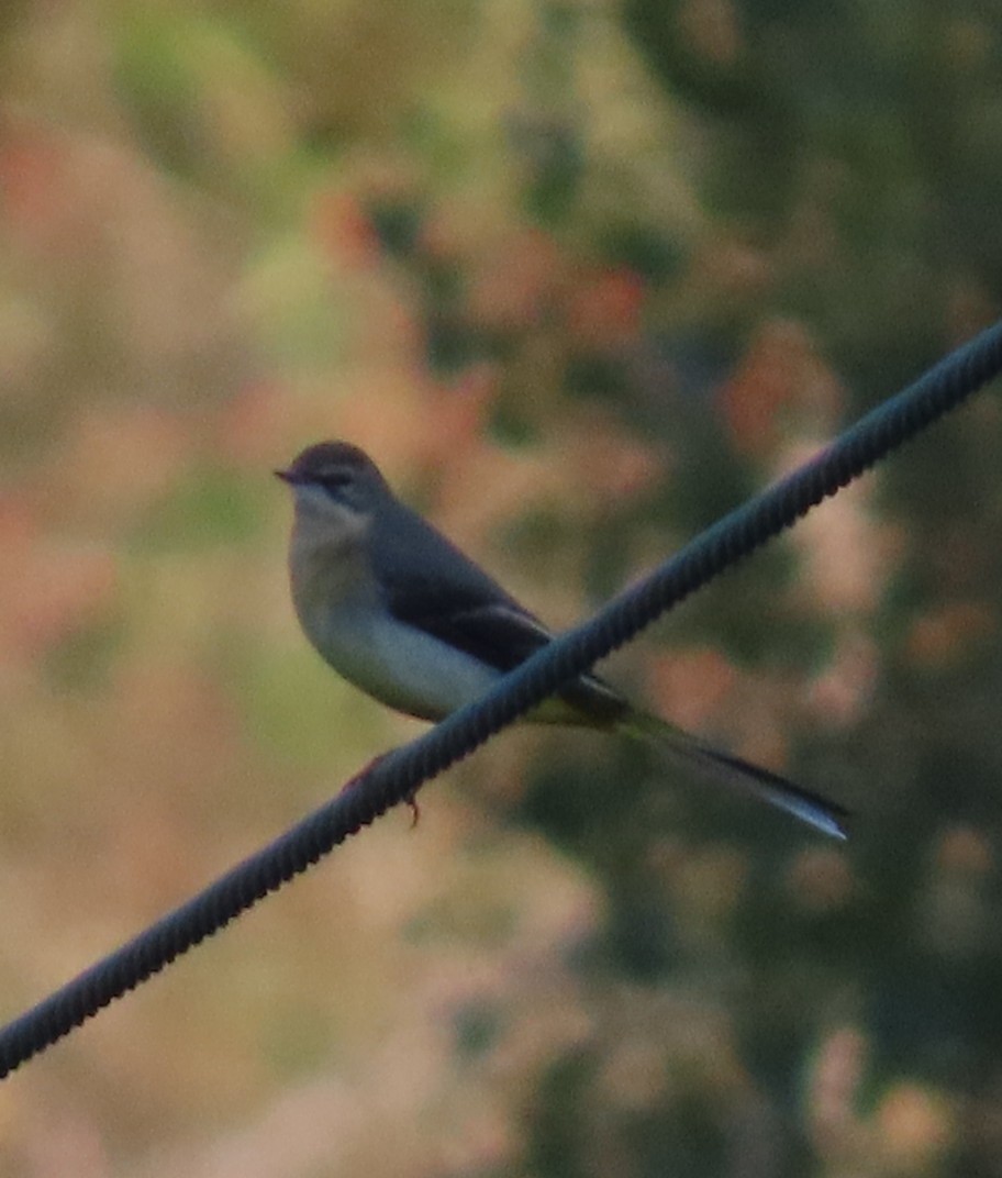 Gray Wagtail - ML624534798