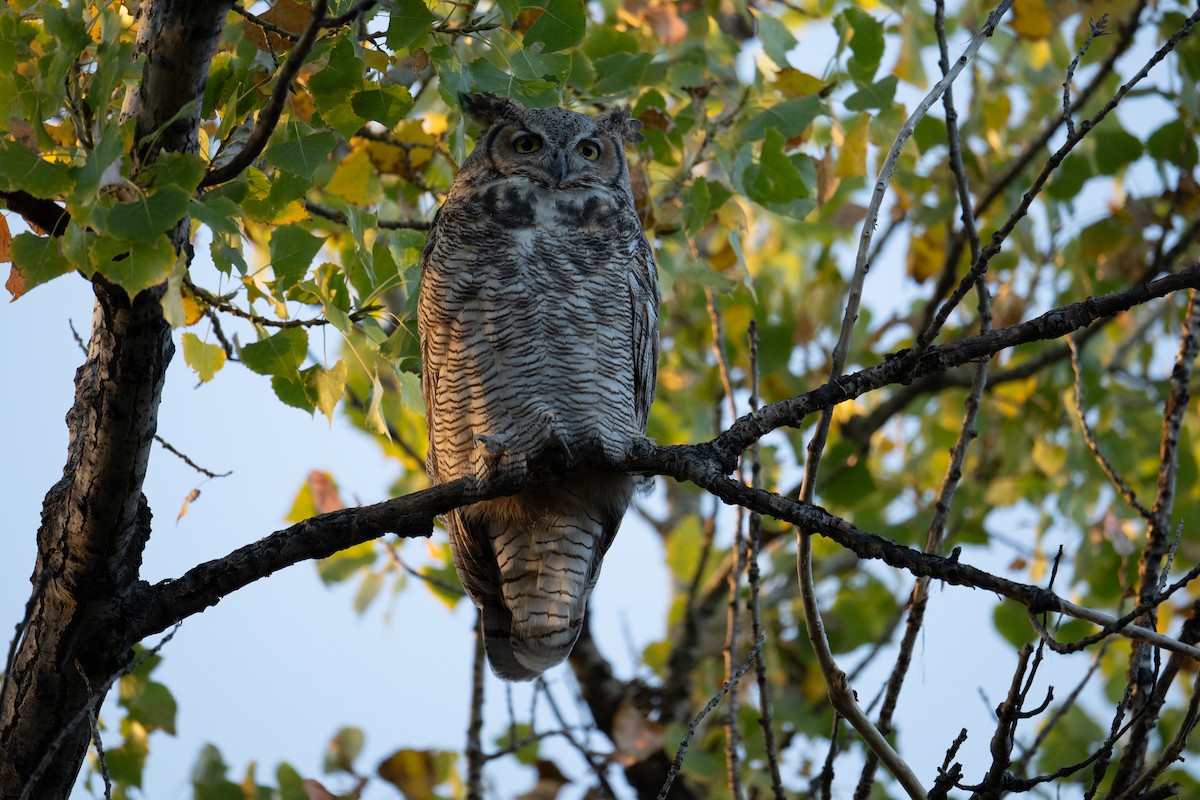 Great Horned Owl - ML624534827