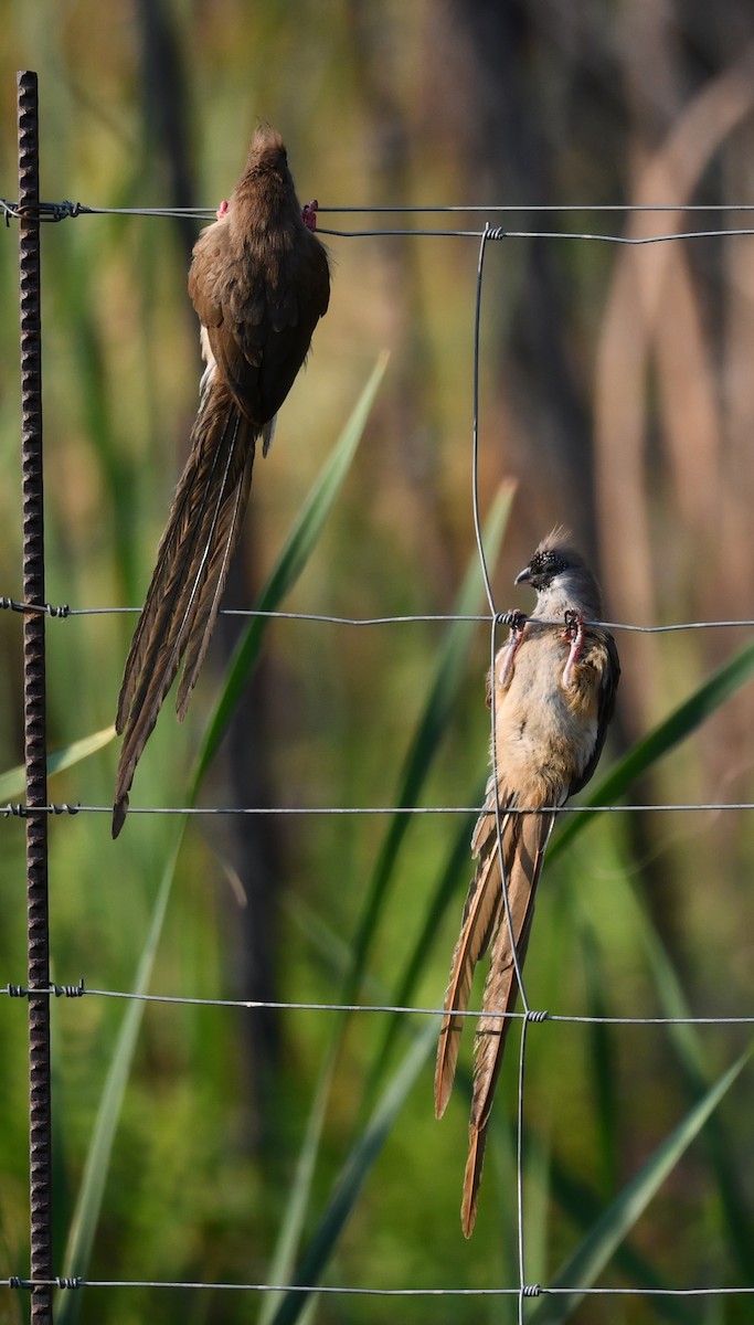 Red-backed Mousebird - ML624534845