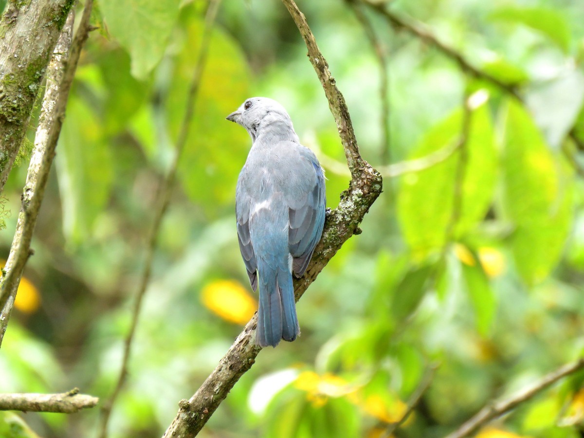 Blue-gray Tanager - ML624534847