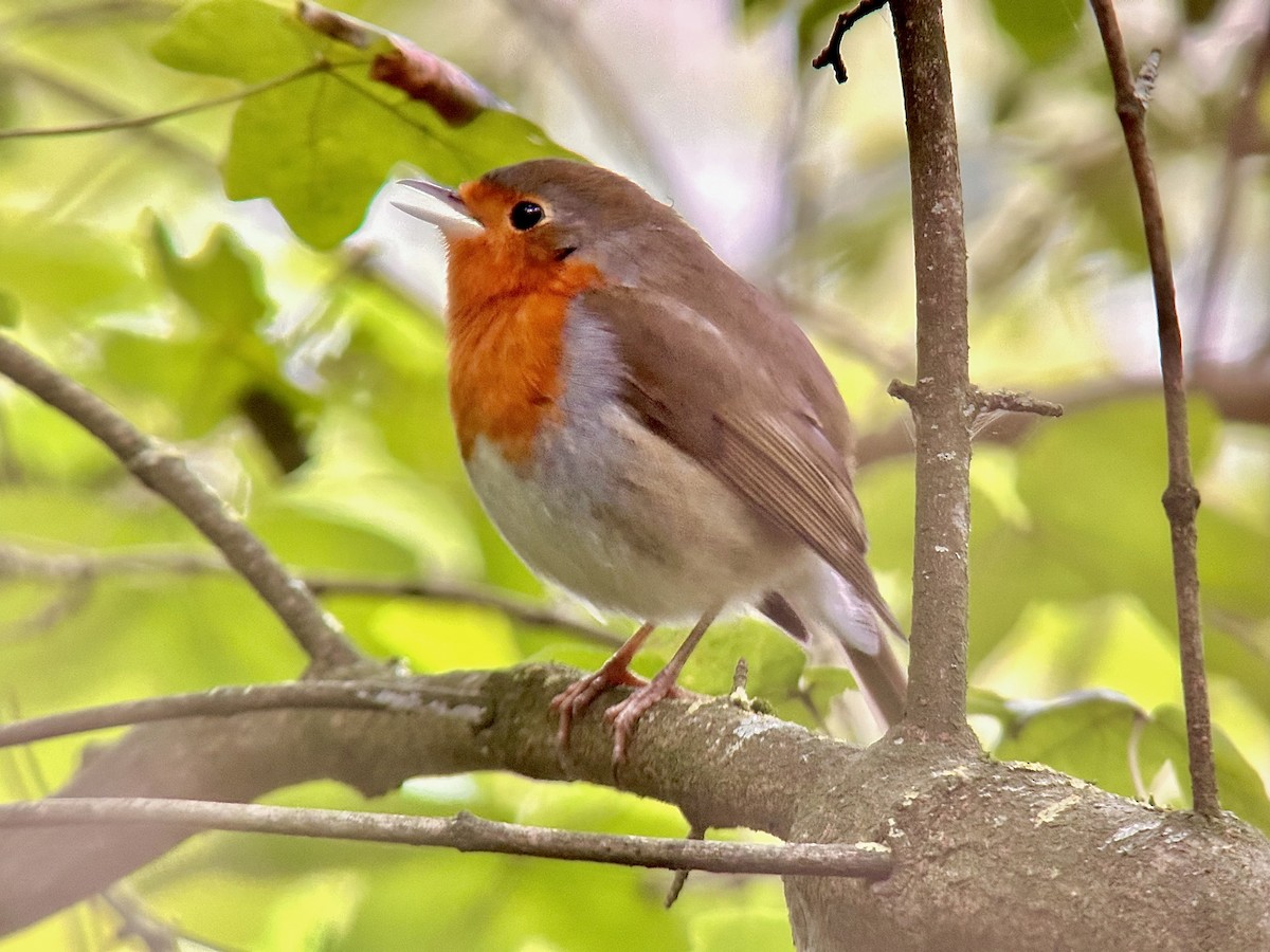 European Robin - Detlef Buettner