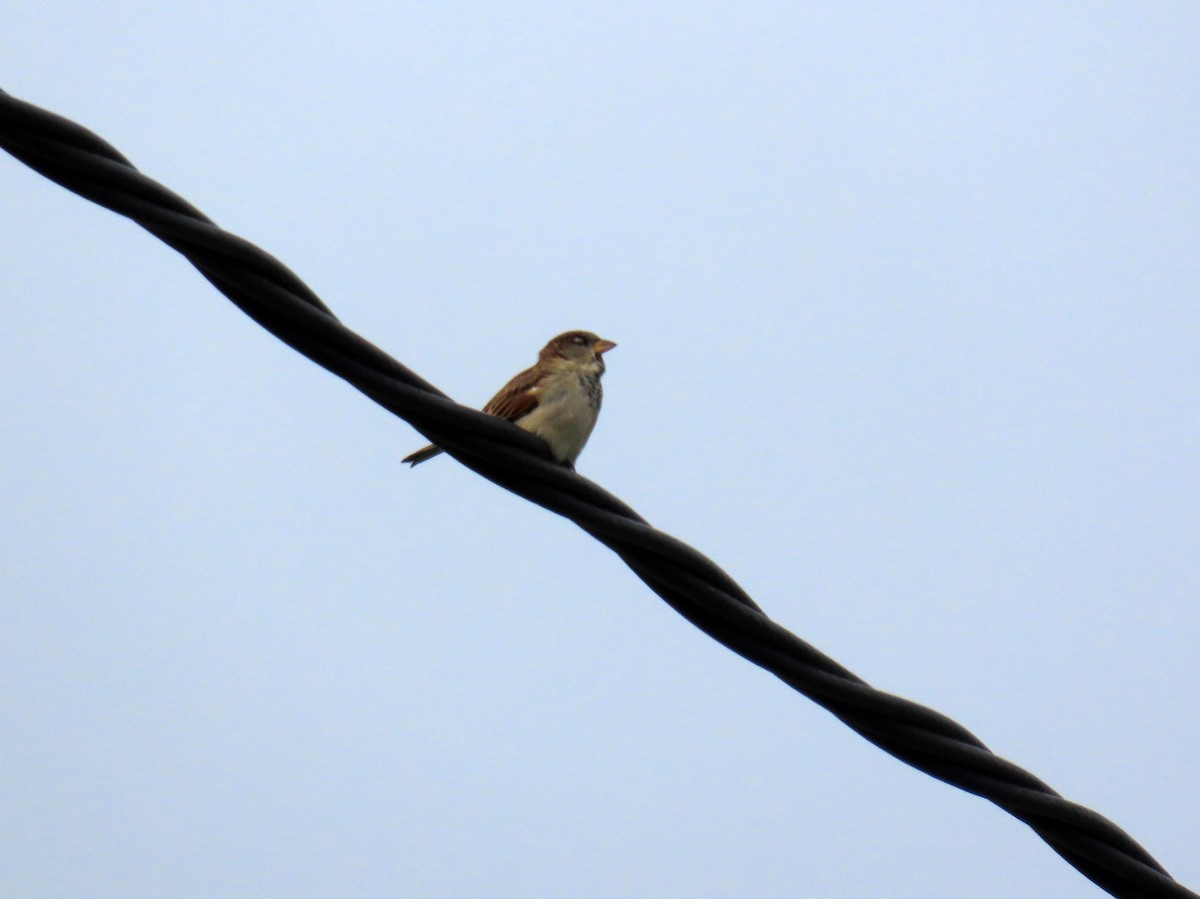 House Sparrow - ML624534857