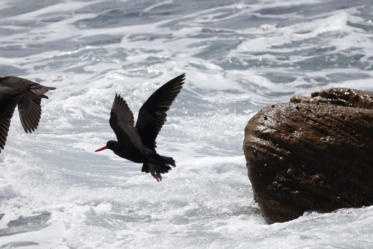 Sooty Oystercatcher - ML624534859