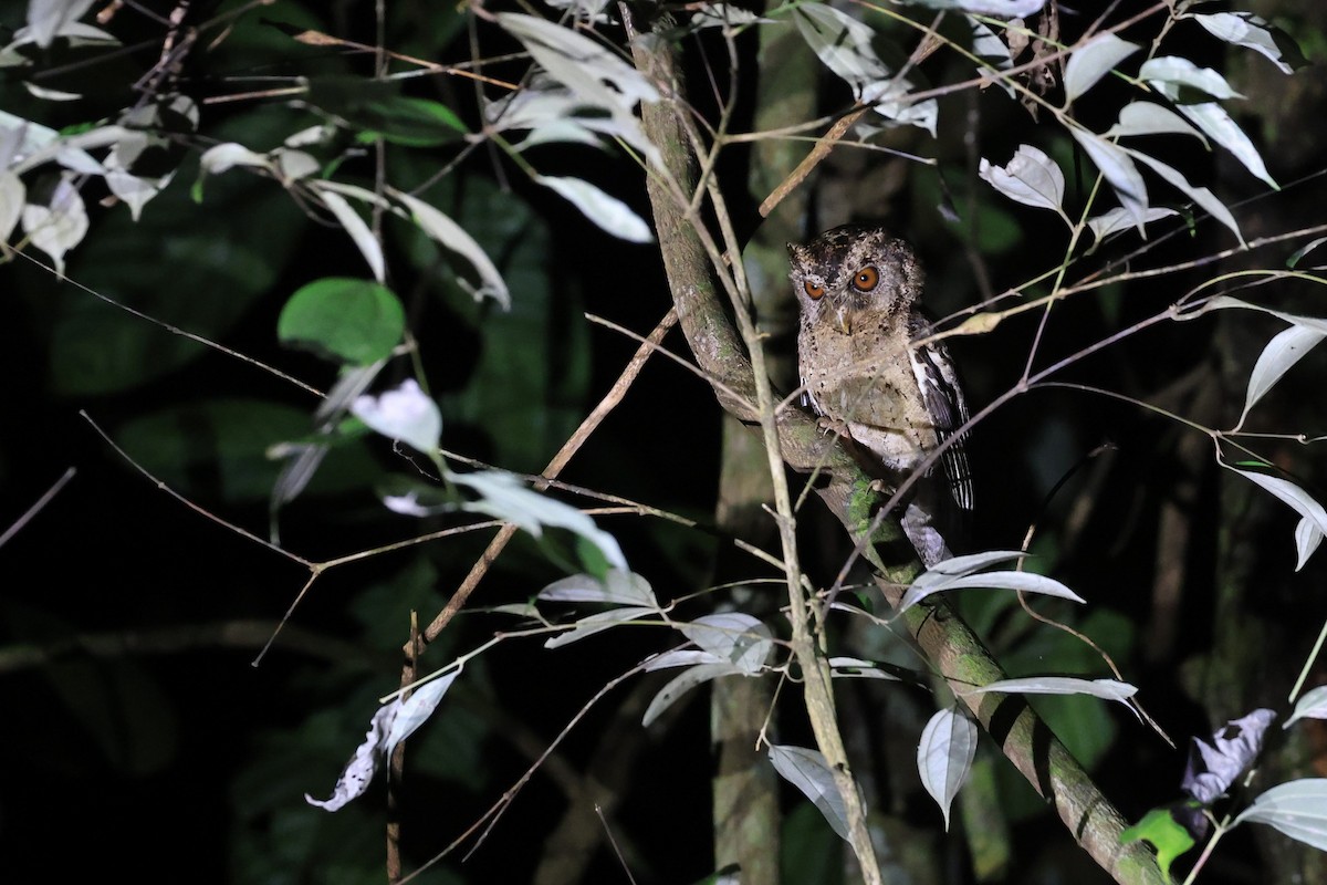 Sunda Scops-Owl - ML624534862