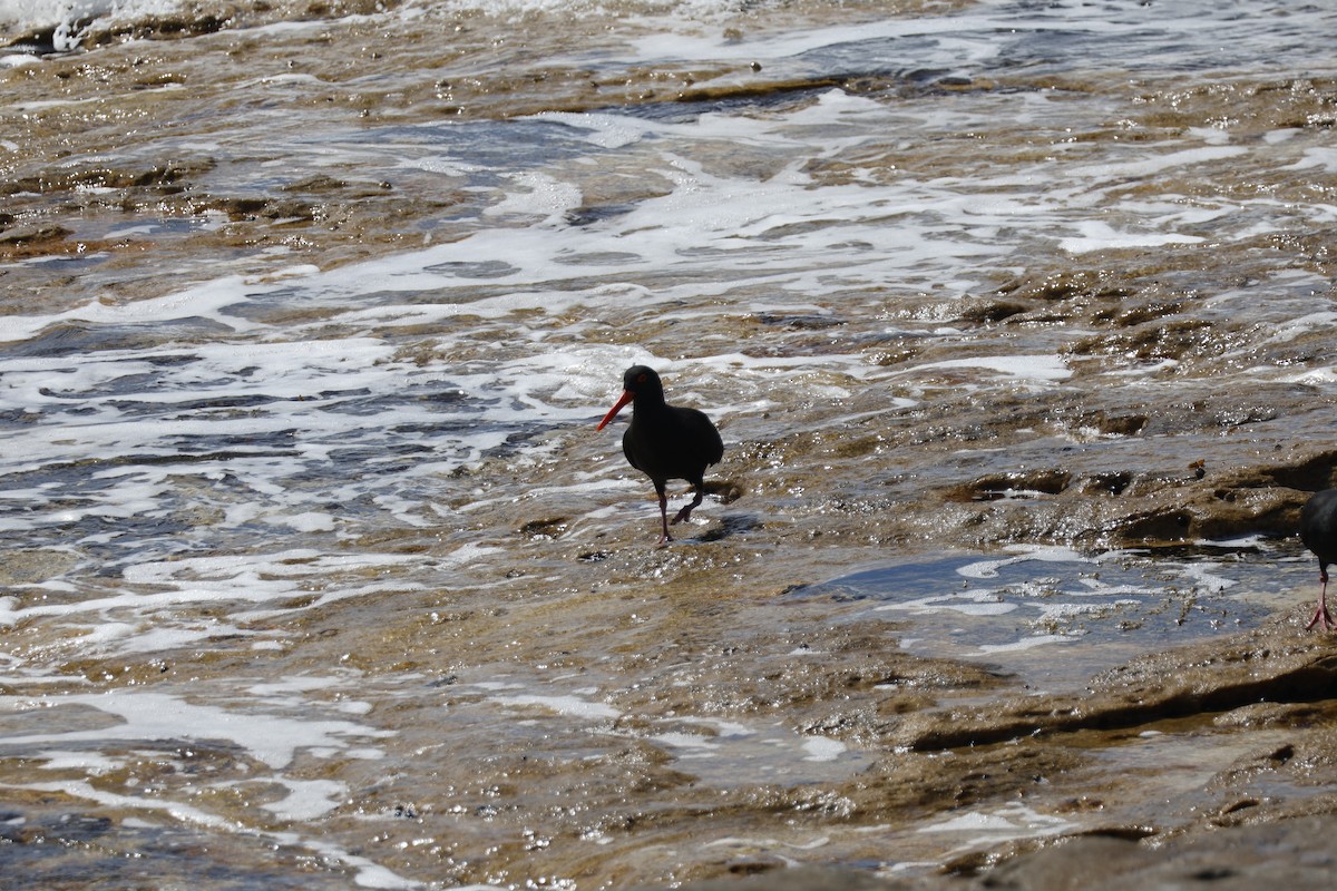 Sooty Oystercatcher - Mathieu Soetens