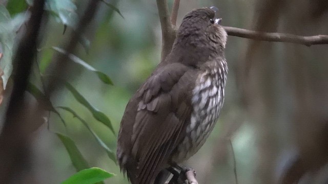 Tooth-billed Bowerbird - ML624534867