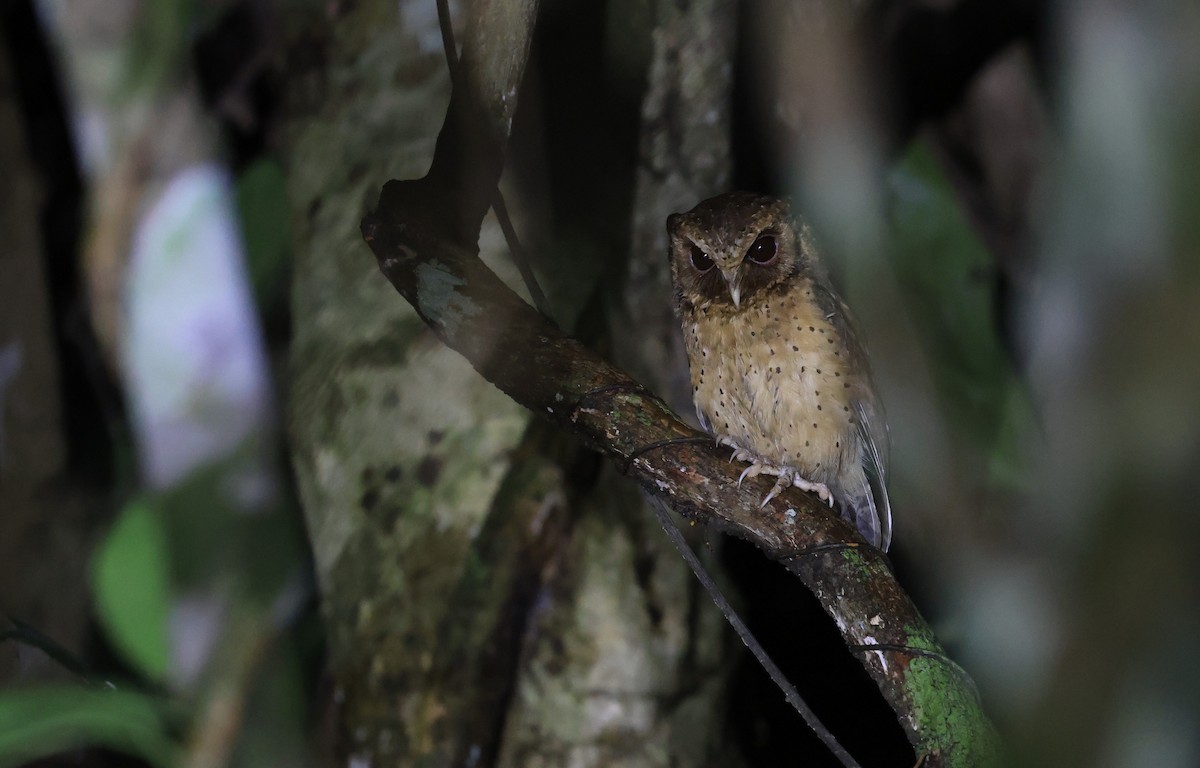 Reddish Scops-Owl - ML624534871