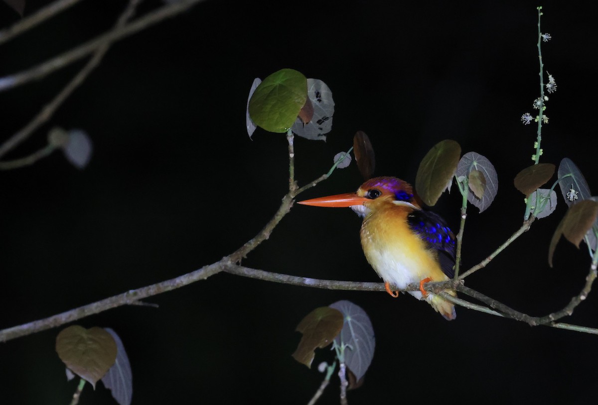 Black-backed Dwarf-Kingfisher - ML624534880