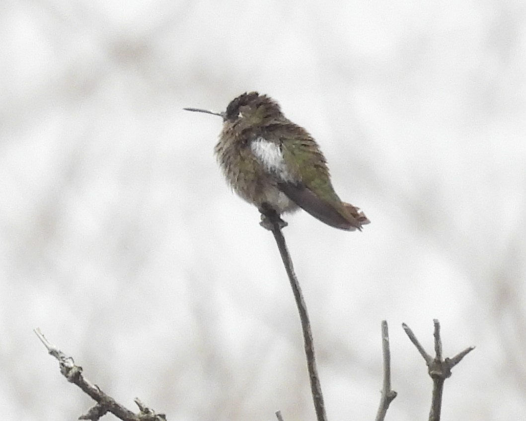 Anna's Hummingbird - ML624534890