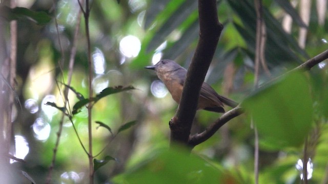 Bower's Shrikethrush - ML624534891