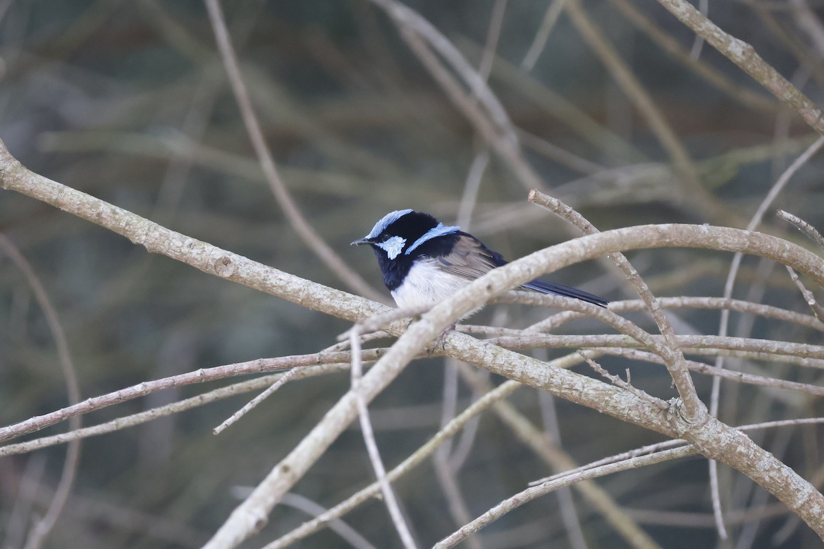 Superb Fairywren - ML624534903