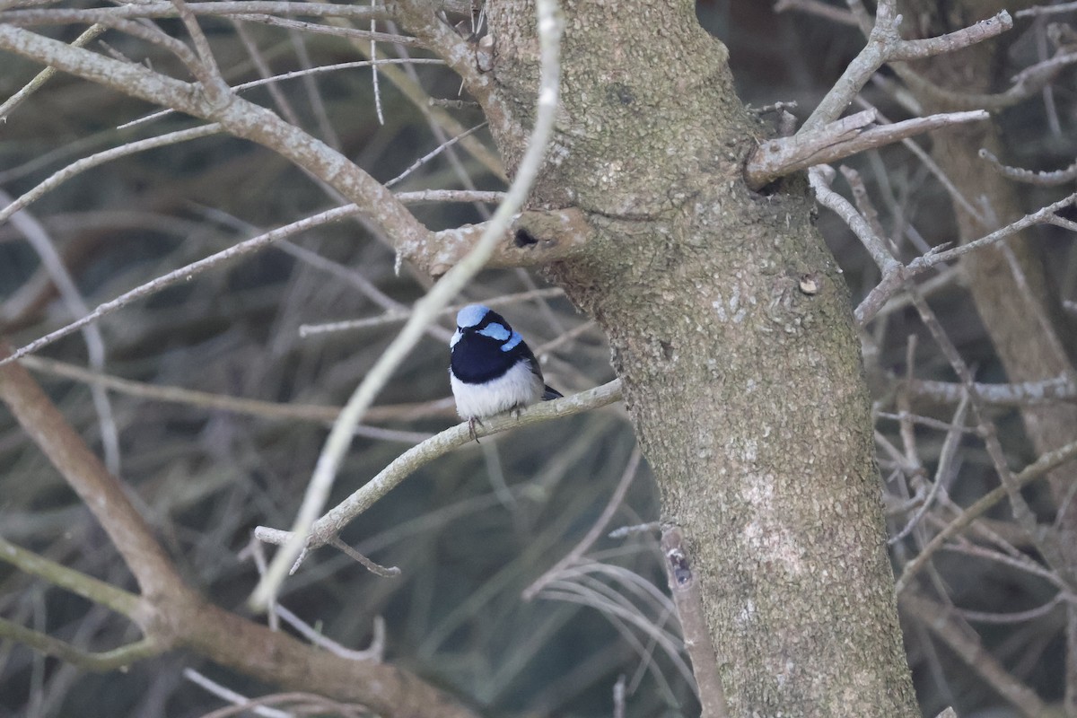 Superb Fairywren - ML624534905