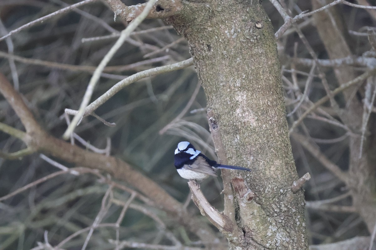 Superb Fairywren - ML624534906