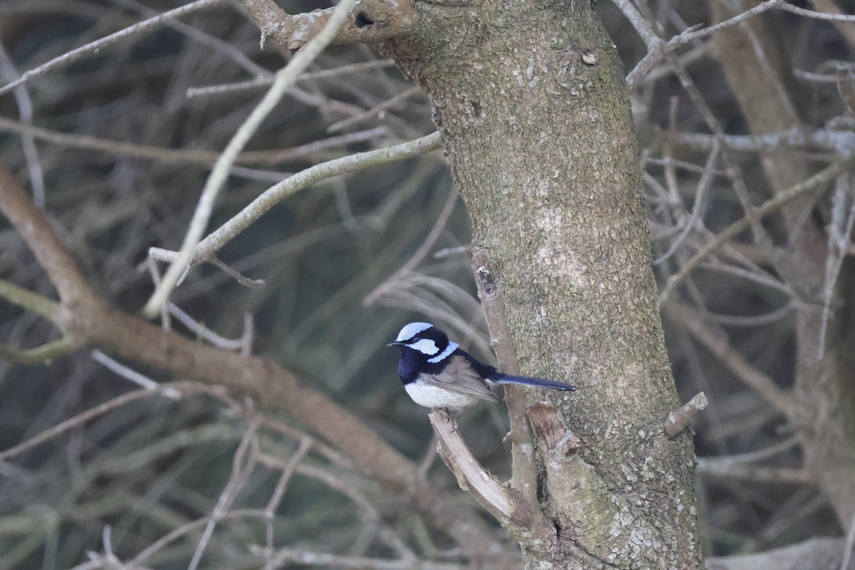 Superb Fairywren - ML624534907