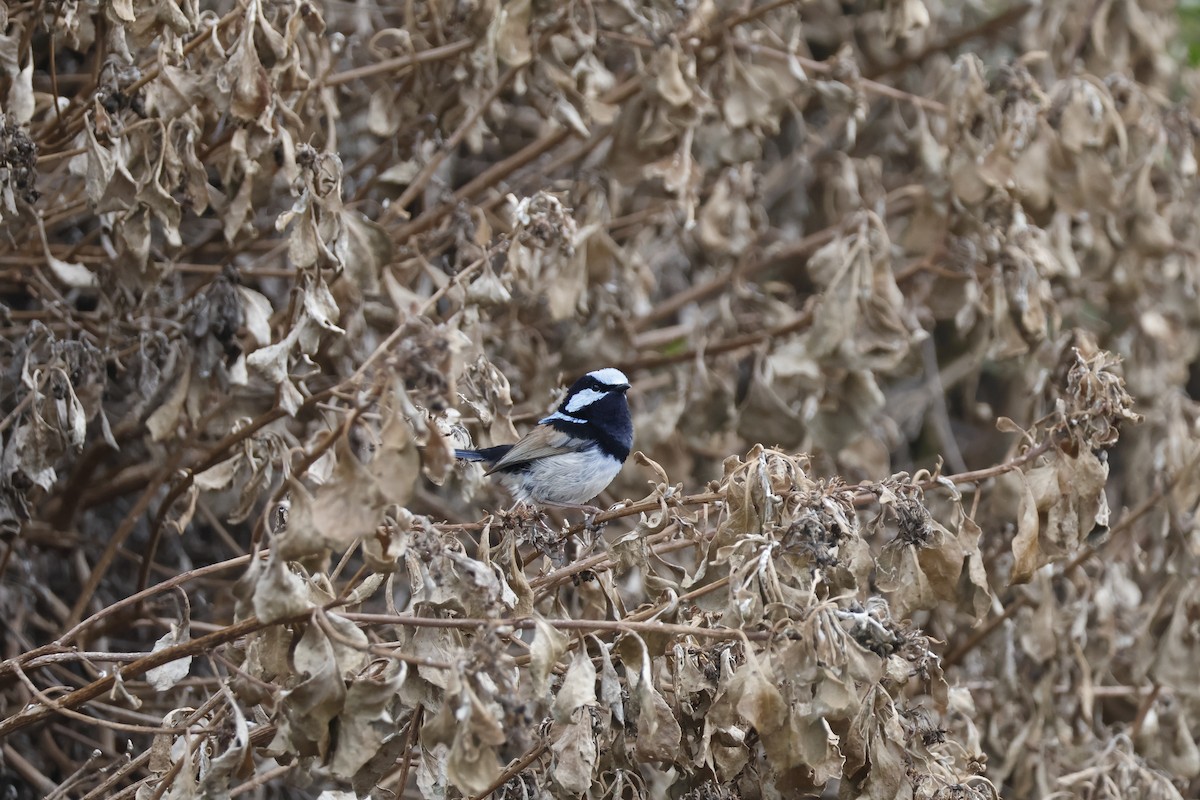 Superb Fairywren - ML624534908