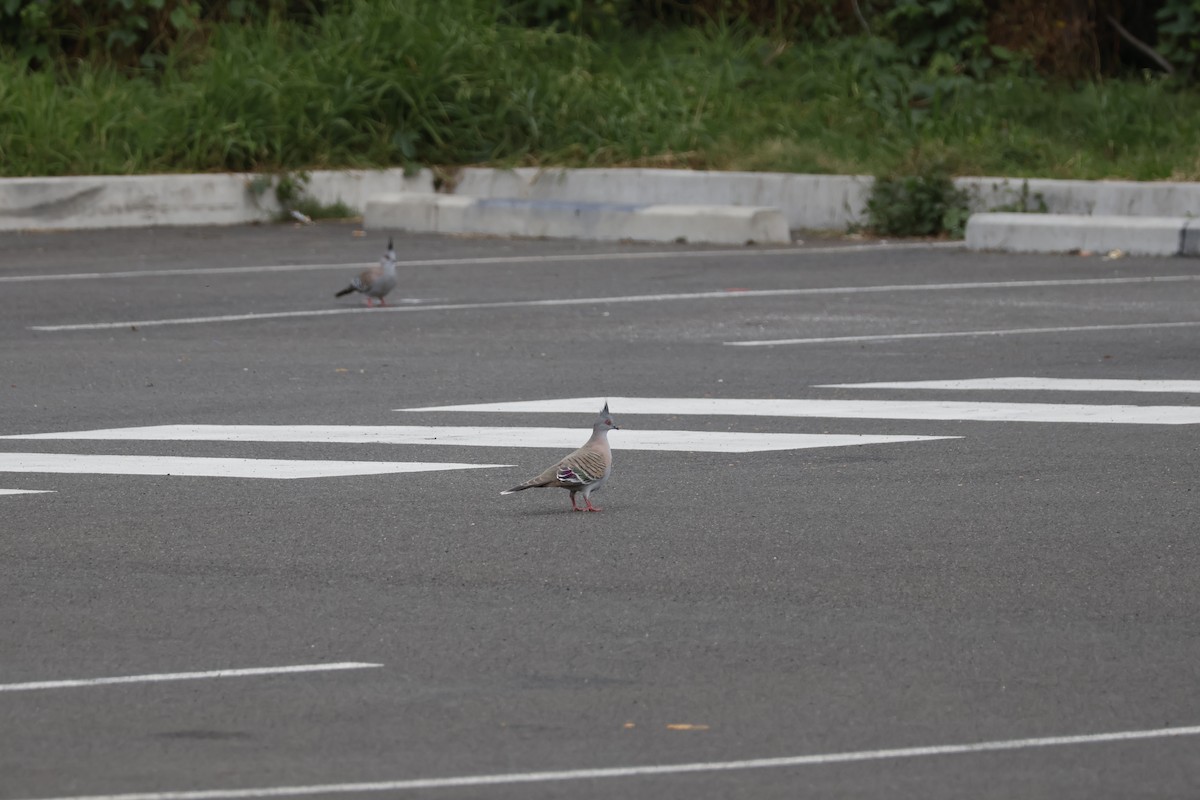 Crested Pigeon - ML624534910