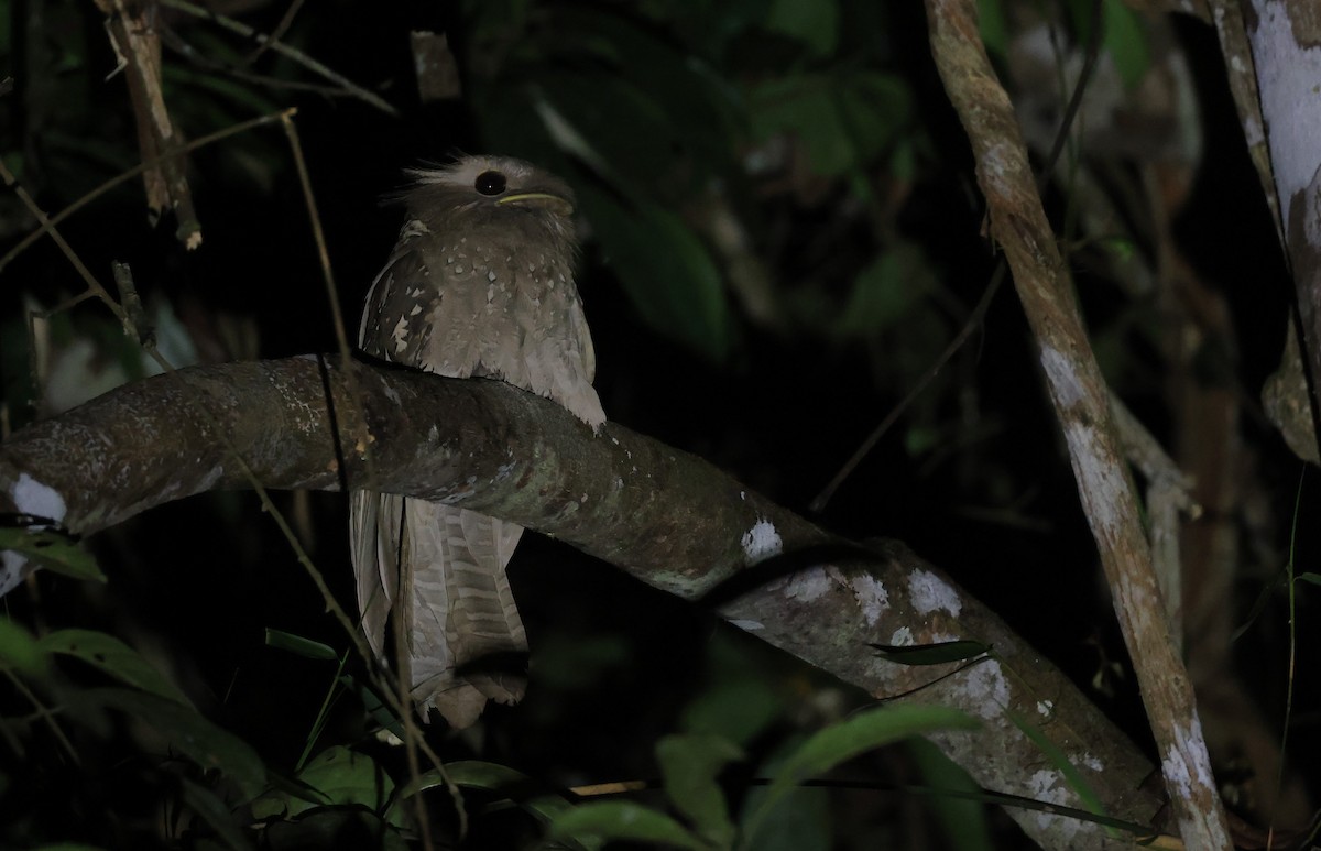 Large Frogmouth - ML624534928