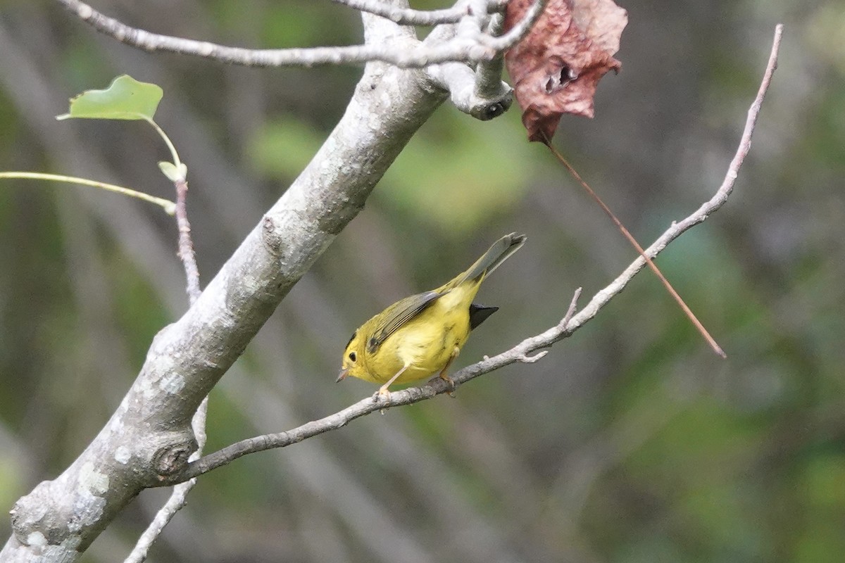 Wilson's Warbler - ML624534934