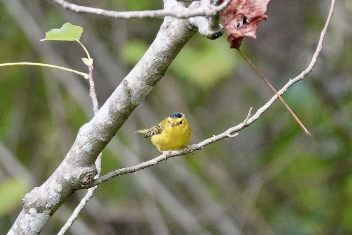 Wilson's Warbler - ML624534935