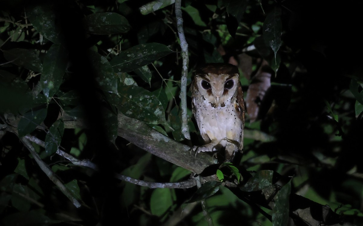 Oriental Bay-Owl - ML624534936