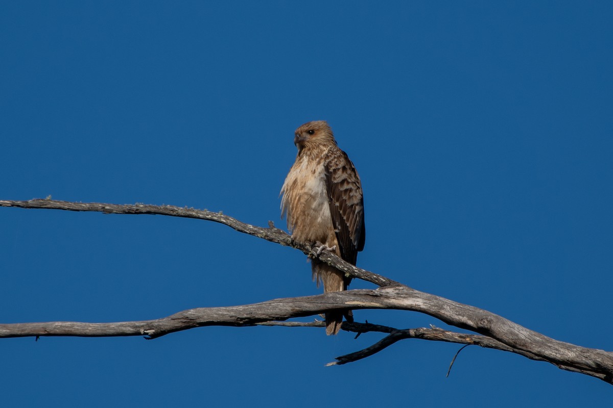 Whistling Kite - ML624534942