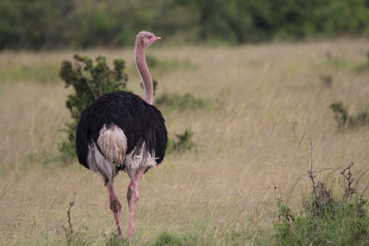 Common Ostrich - ML624534944