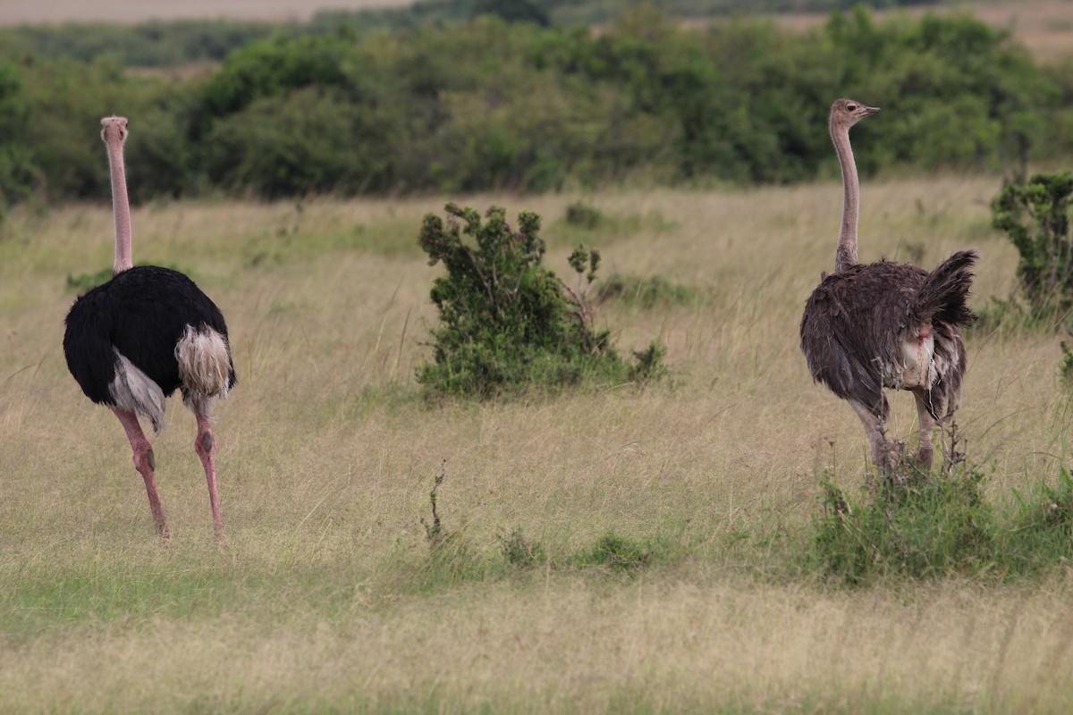 Common Ostrich - ML624534945