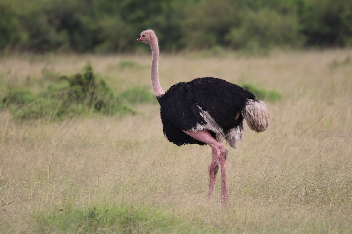 Common Ostrich - ML624534947