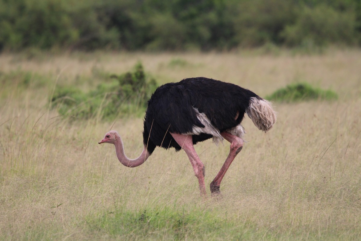 Common Ostrich - ML624534948