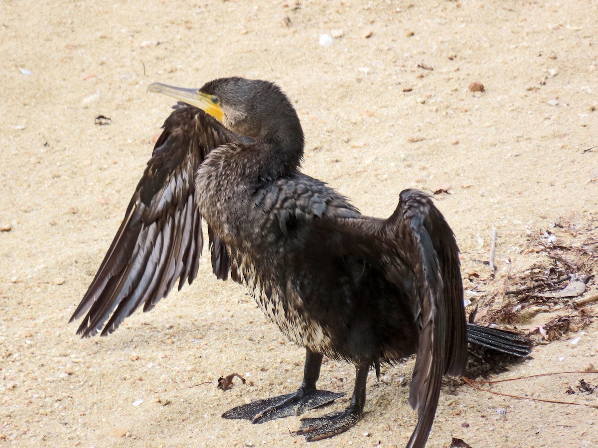 Great Cormorant - ML624534949