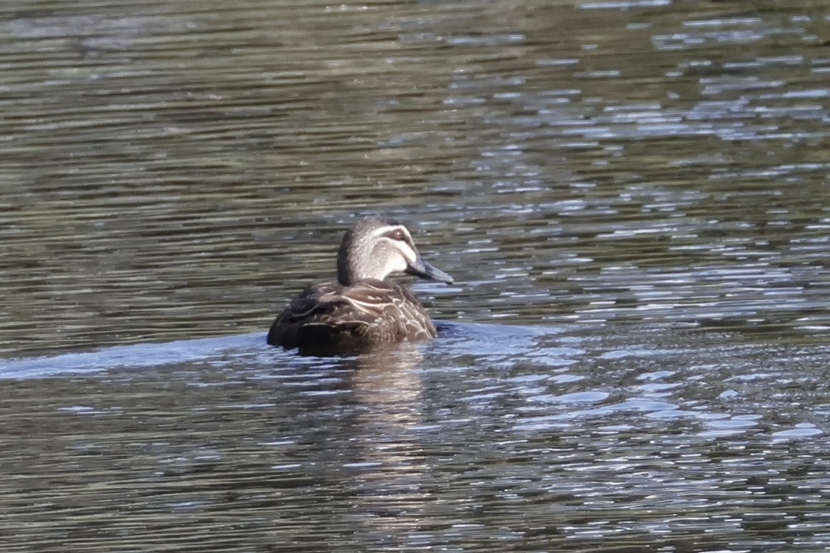 Pacific Black Duck - ML624534950