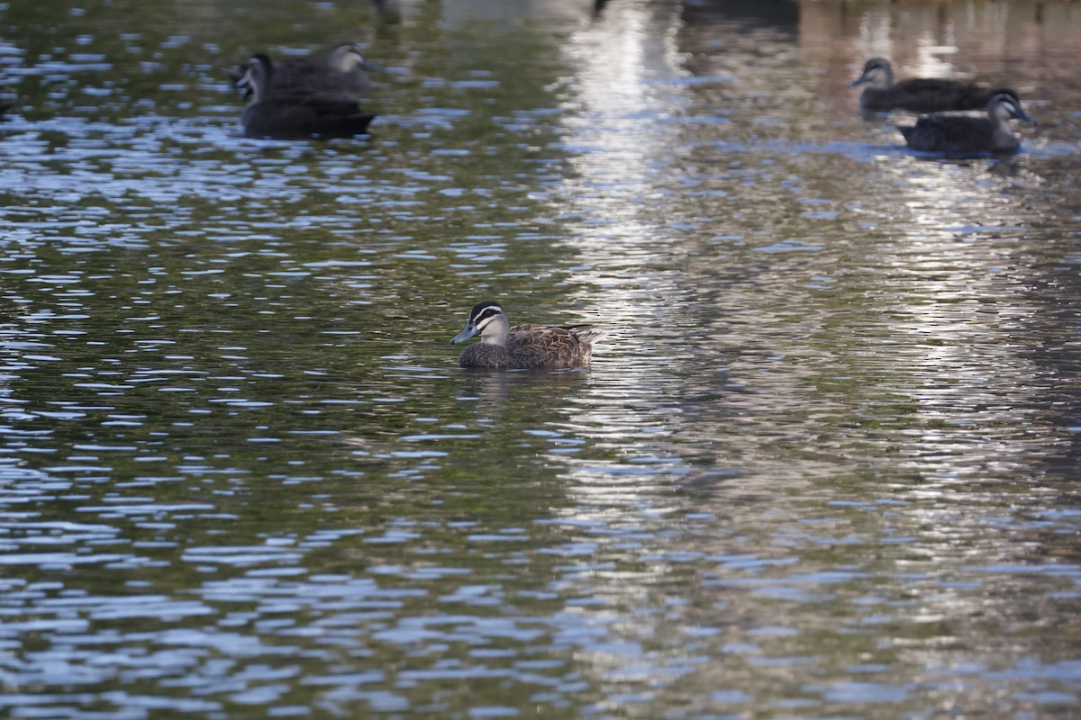 Pacific Black Duck - ML624534951