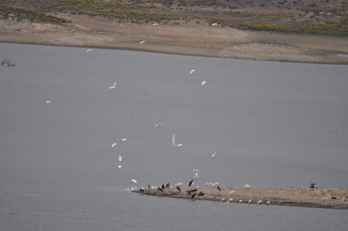 Eurasian Spoonbill - ML624534954