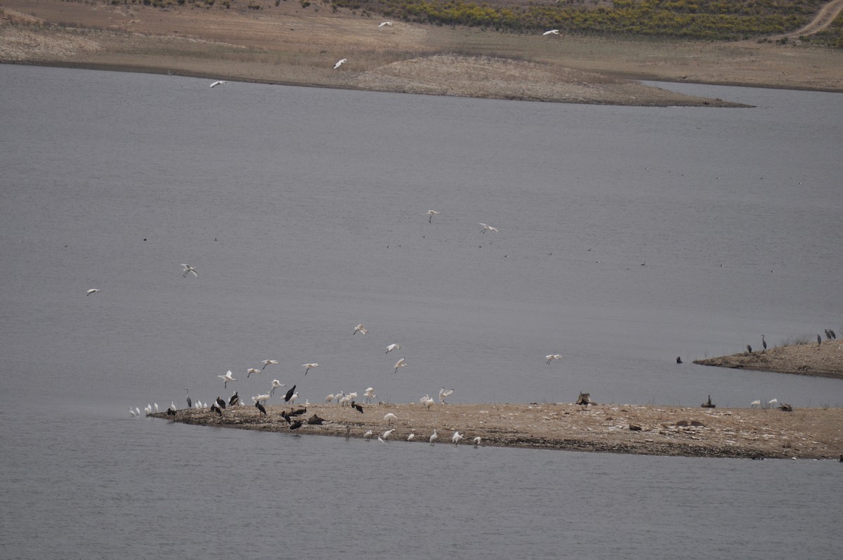 Eurasian Spoonbill - ML624534956