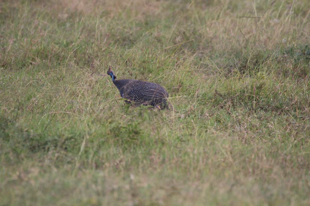 Helmeted Guineafowl - ML624534961