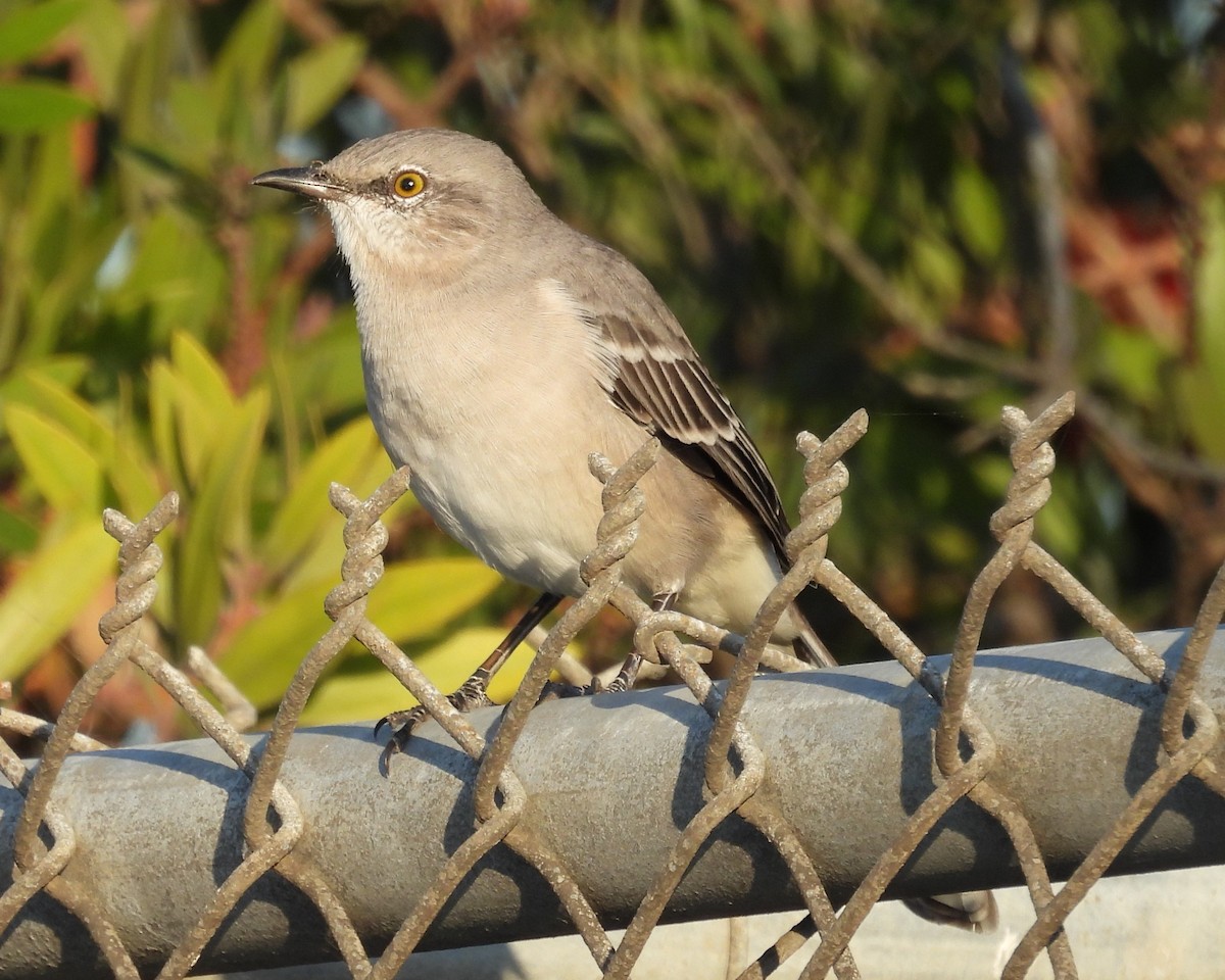 Northern Mockingbird - ML624534962