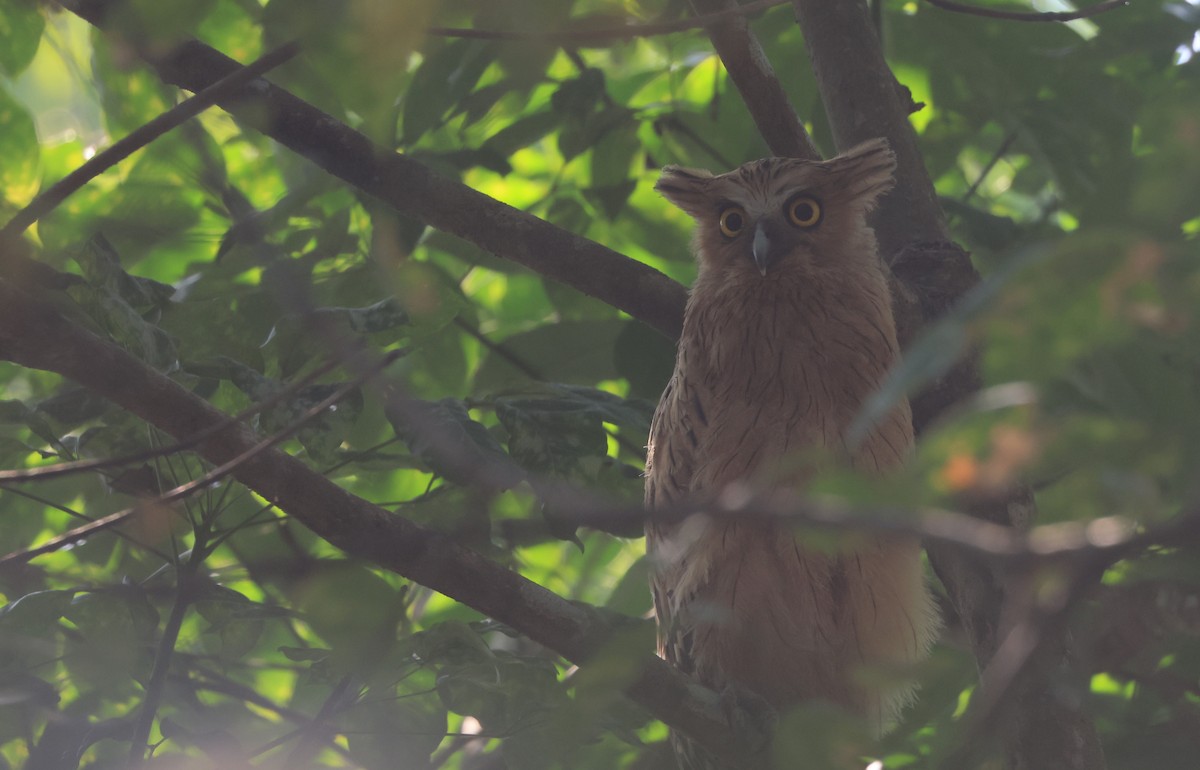 Buffy Fish-Owl - ML624534963