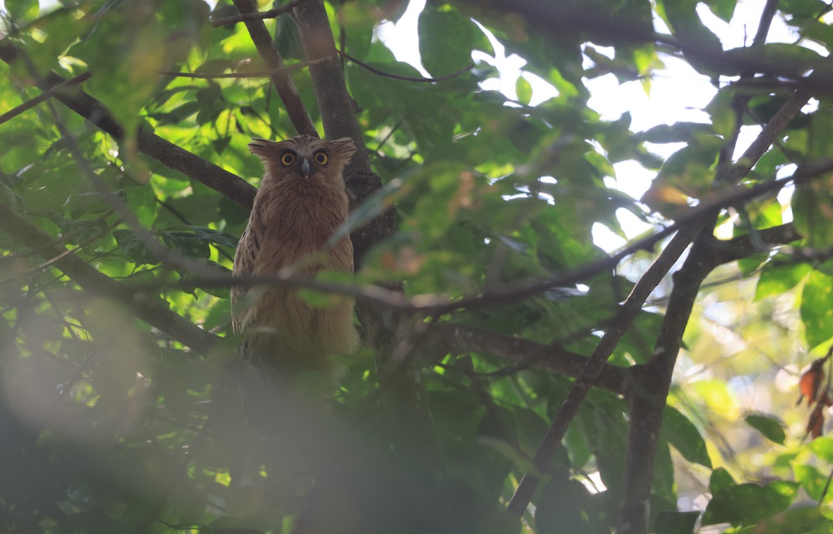 Buffy Fish-Owl - ML624534965