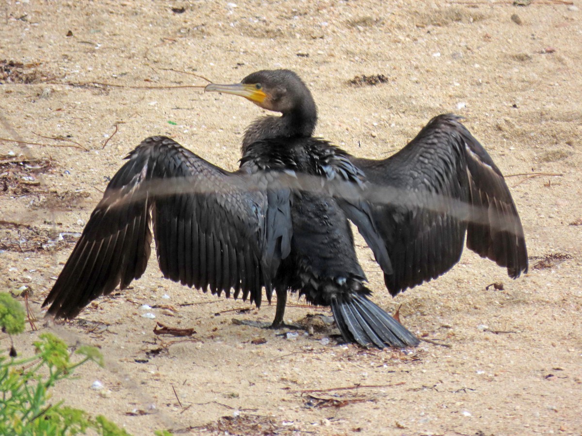 Great Cormorant - ML624534966