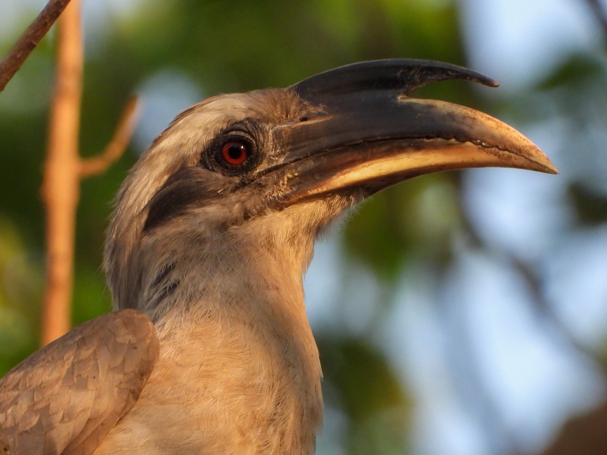 Indian Gray Hornbill - ML624534967