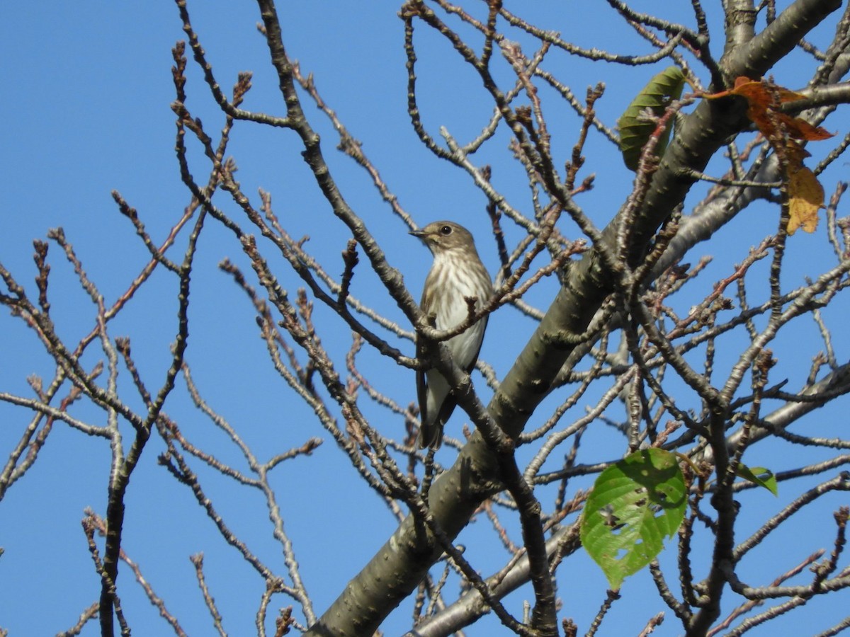 Gray-streaked Flycatcher - ML624534968