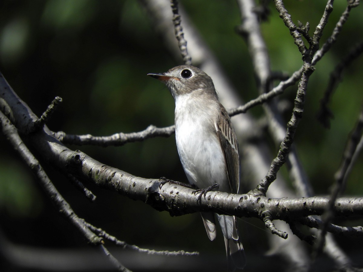 Asian Brown Flycatcher - ML624534974