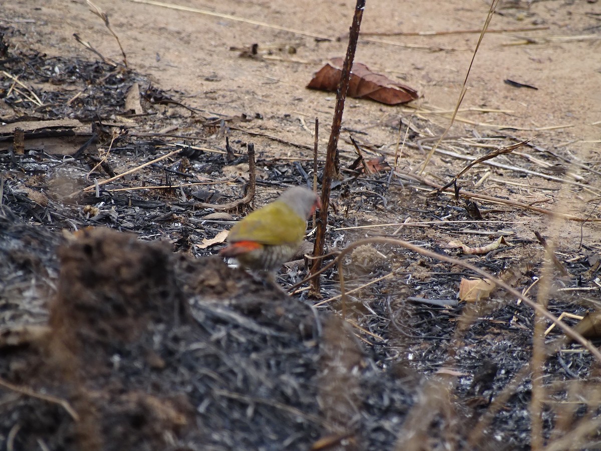 Zebra Waxbill - ML624534975