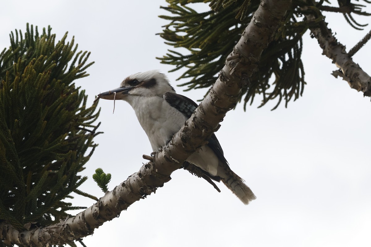 Laughing Kookaburra - ML624534977