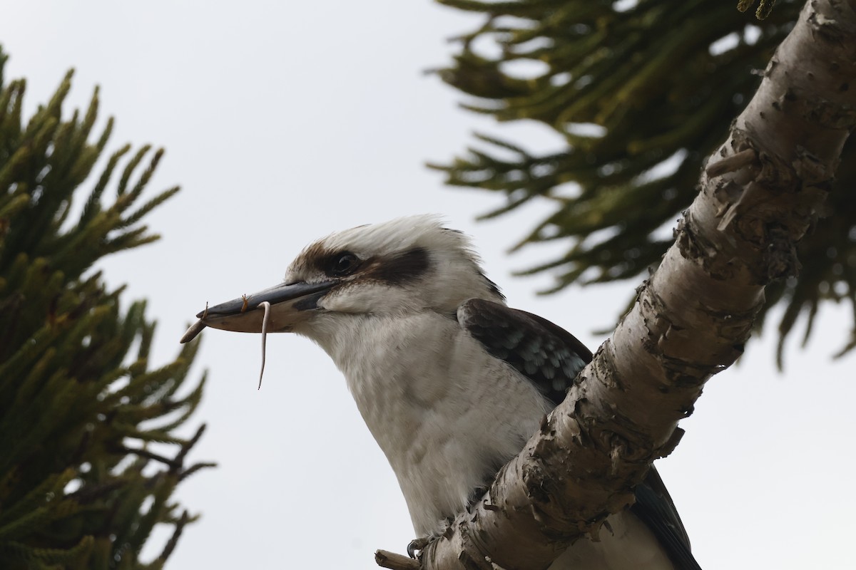 Laughing Kookaburra - ML624534980