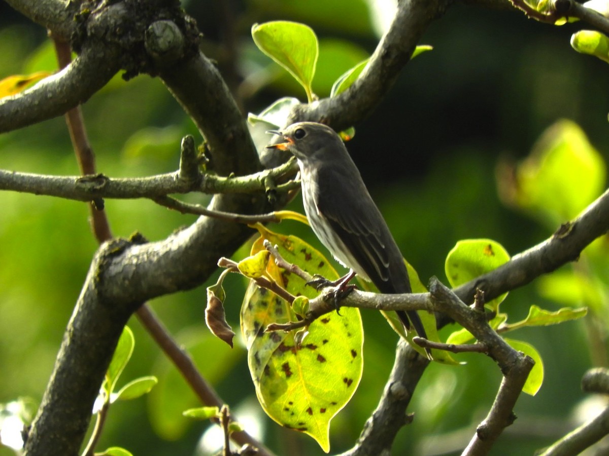 Gray-streaked Flycatcher - ML624534982